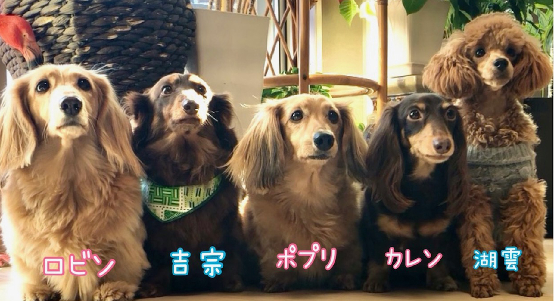 トトロ動物病院