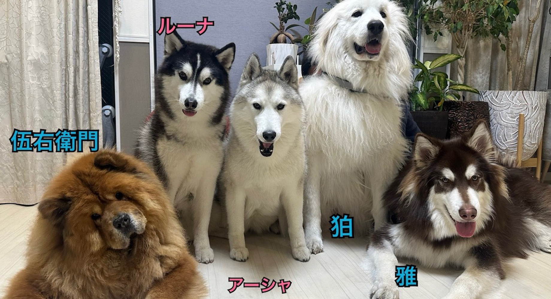 トトロ動物病院