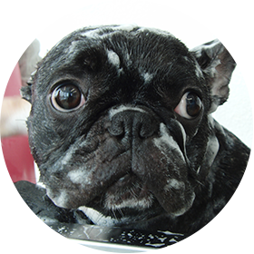 トリミングサロン