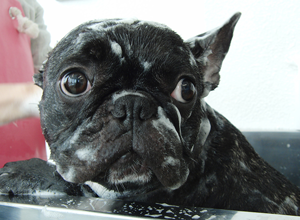 トリミングサロン