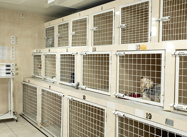 付き添い看護型医療